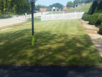 zoysia sod installation