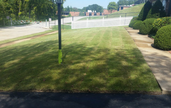 Zoysia Sod Installation